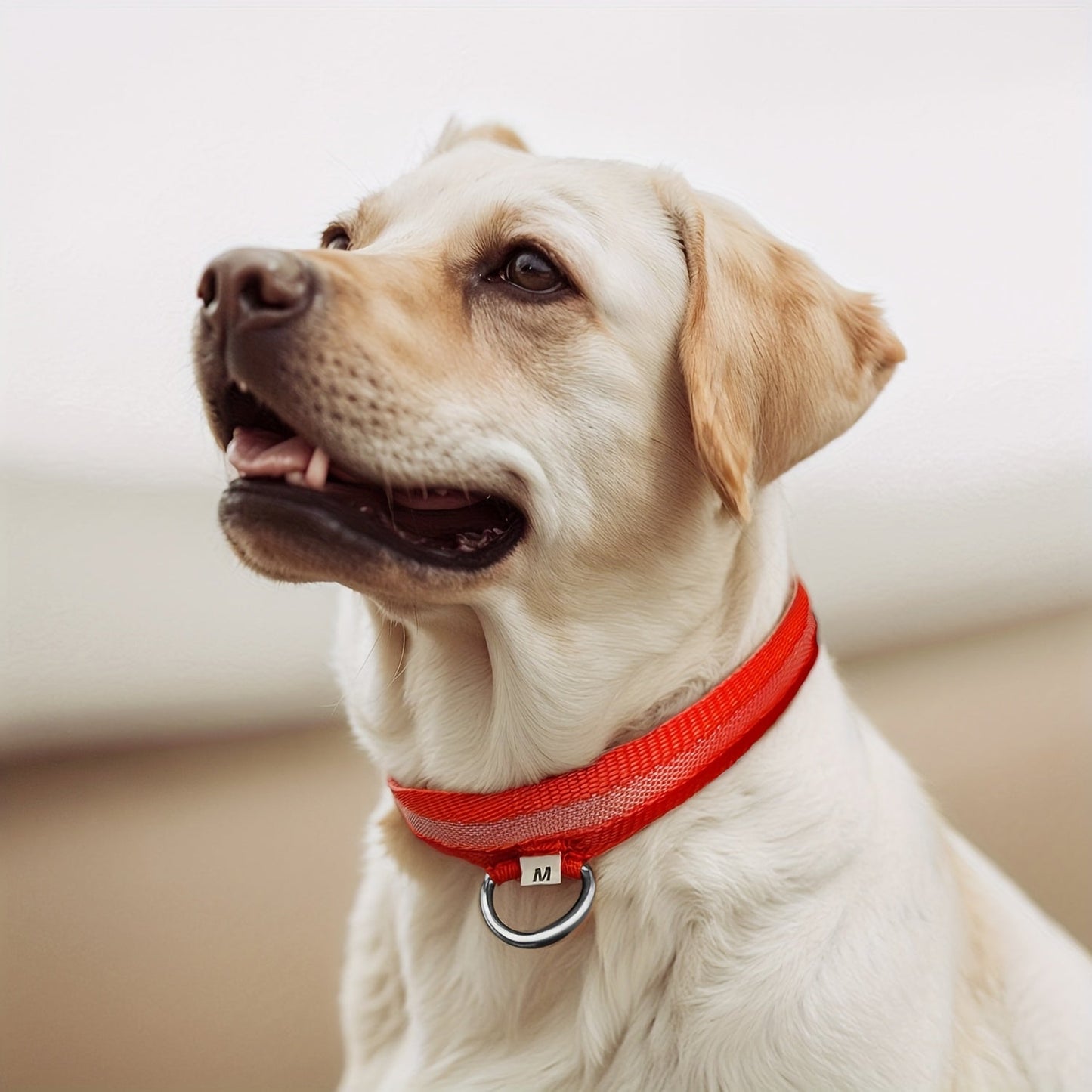 Dog with LED Collar with Lighting for Visible and Safe at Night