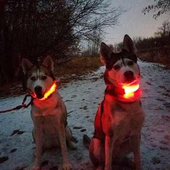Dogsafe Pro for LED Collar for Dogs Feel Safe and Stylish While Walking