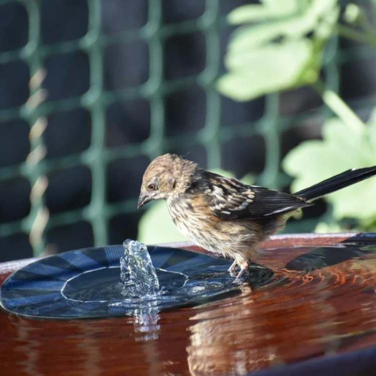 Solar Pond Fountain with Floating Design and Multiple Spray Patterns