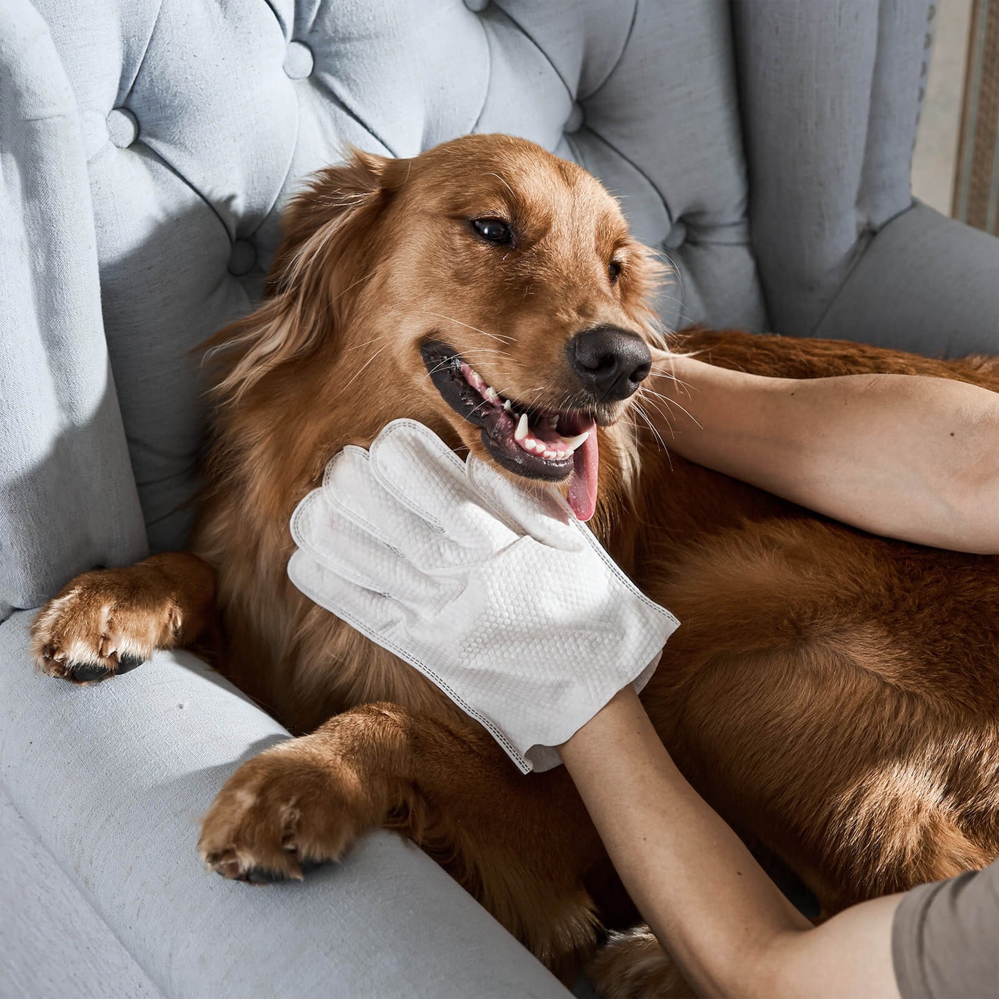 Glove with Pet Wipes for Quick Care Without Water