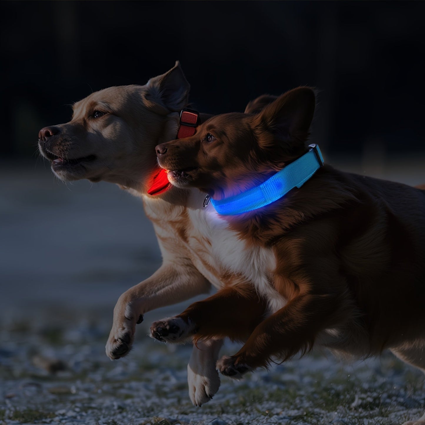 Dog with LED Collar with Lighting for Visible and Safe at Night
