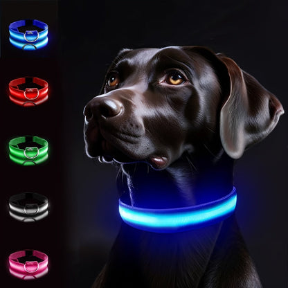 Dog with LED Collar with Lighting for Visible and Safe at Night