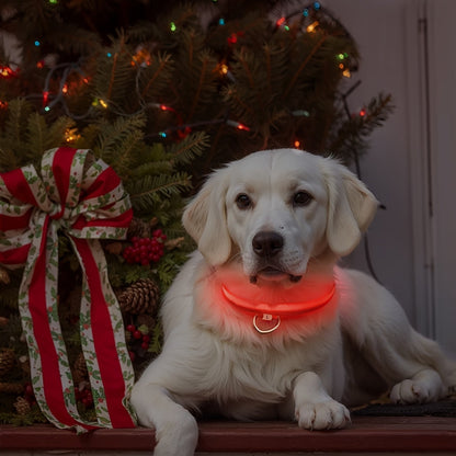Dog with LED Collar with Lighting for Visible and Safe at Night