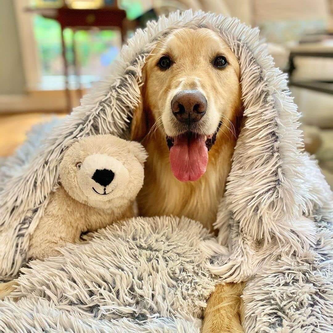 Blanket with Plush Dog Soft Fibres for Comfort and Security for Dogs
