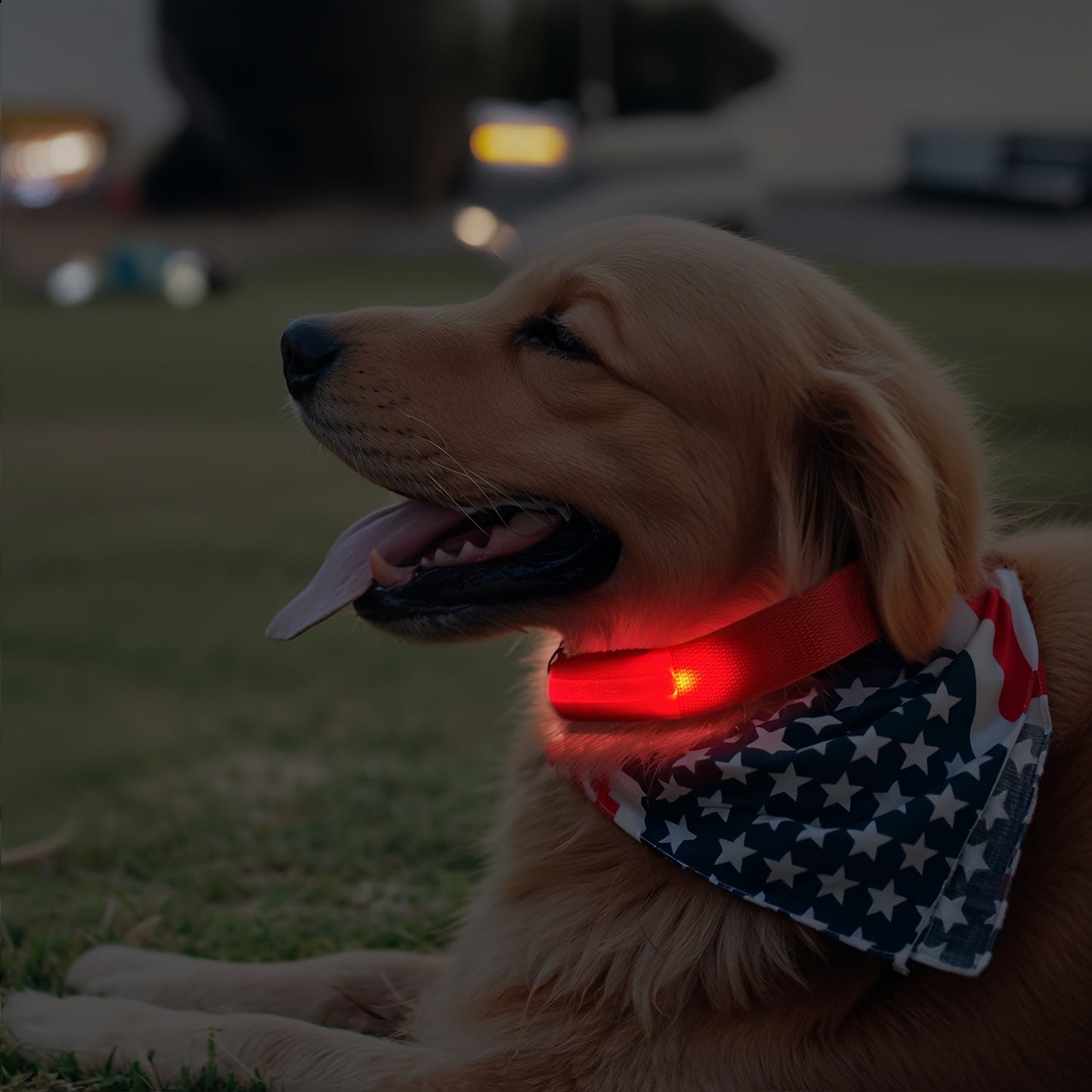 Dog with LED Collar with Lighting for Visible and Safe at Night
