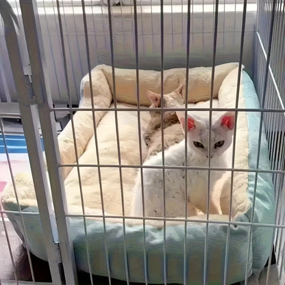 Dog with Soft Cat and Bed for Small Pets with Comfortable Plush Edge