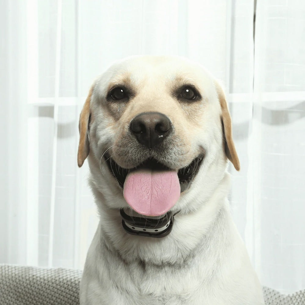 Wireless Dog Training System with Virtual Fence and Training Collar
