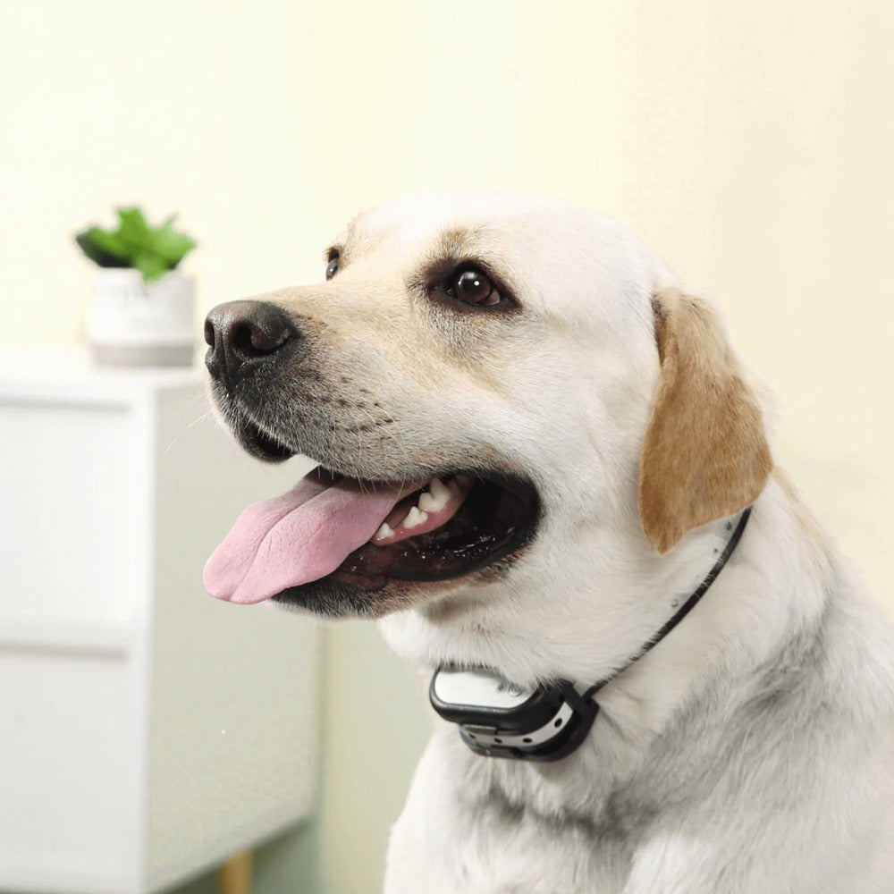 Wireless Dog Training System with Virtual Fence and Training Collar