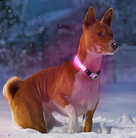 Dogsafe Pro for LED Collar for Dogs Feel Safe and Stylish While Walking