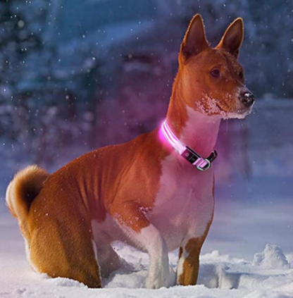 Dogsafe Pro for LED Collar for Dogs Feel Safe and Stylish While Walking