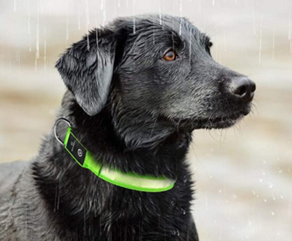 Dogsafe Pro for LED Collar for Dogs Feel Safe and Stylish While Walking