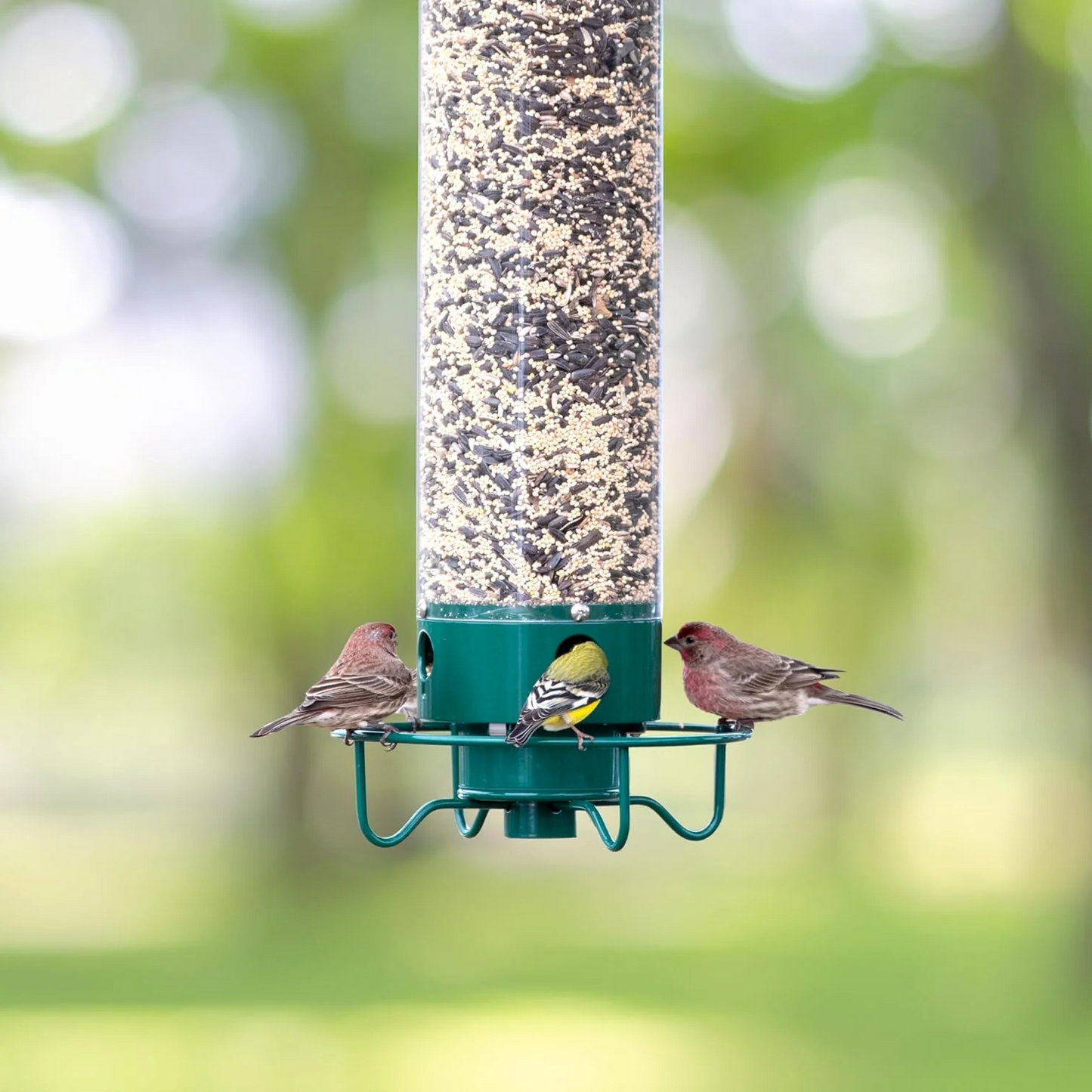 Squirrel-Proof Bird Feeder for Gardens with Large Seed Reservoir