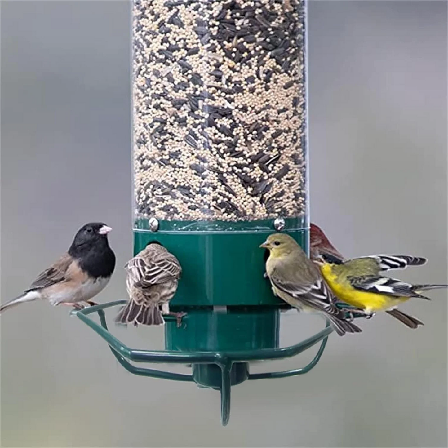 Squirrel-Proof Bird Feeder for Gardens with Large Seed Reservoir