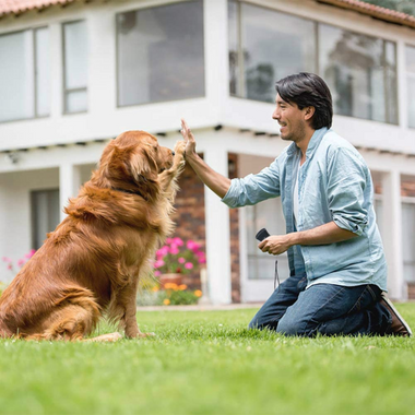 Dog with Ultrasonic Trainer for Safe Tool Against Excessive Barking