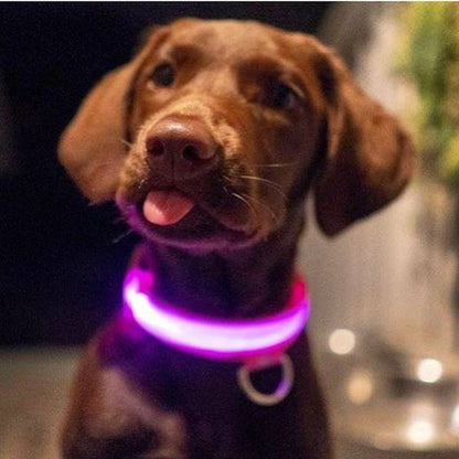 Dogsafe Pro for LED Collar for Dogs Feel Safe and Stylish While Walking