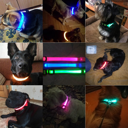 Dogsafe Pro for LED Collar for Dogs Feel Safe and Stylish While Walking