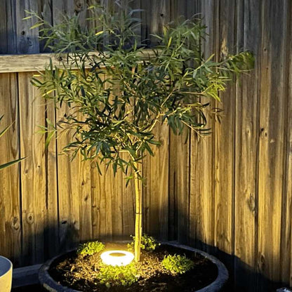 Lights with Solar Ground Design for Pathways with Warm LED Light and Stainless Steel Housing